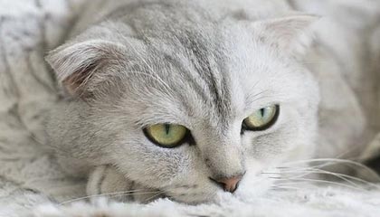 佛罗伦萨2-0轻松取胜萨索洛，进攻表现不俗——意甲最新战报