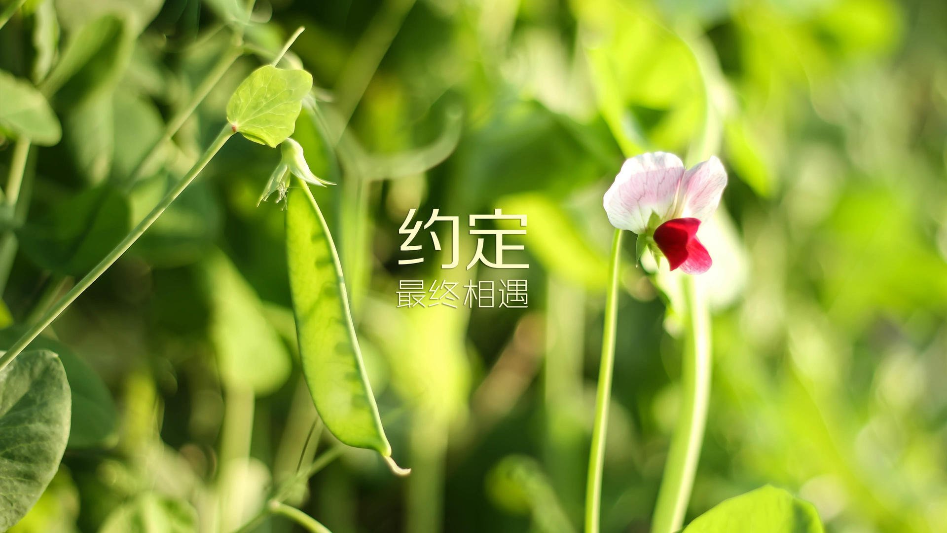 CBA球队拓展海外交流合作，cba各支球队外援情况